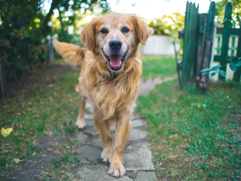 Orange dog walking on stone path