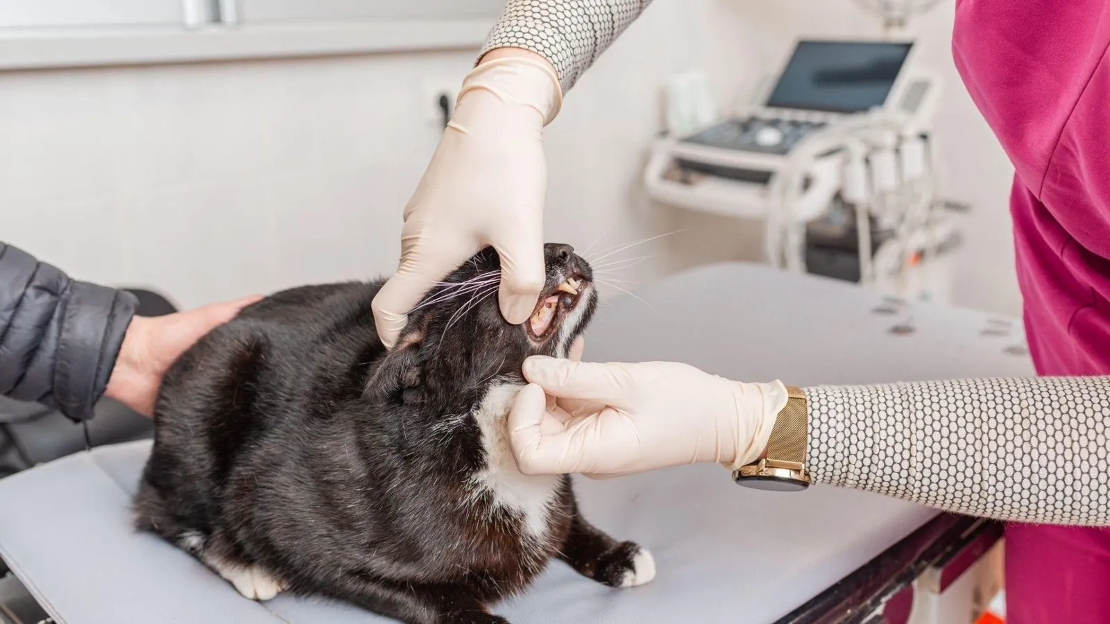 A vet examining the teeth of a cat