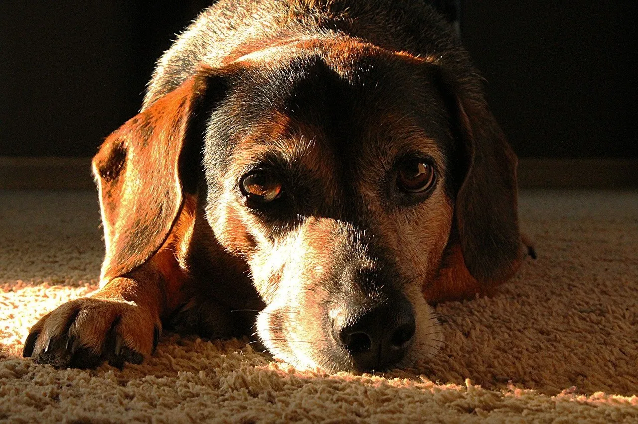 a dog lying down on a carpeted floor