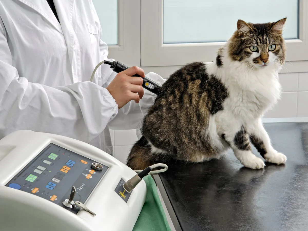 A cat receiving laser therapy beside the laser unit