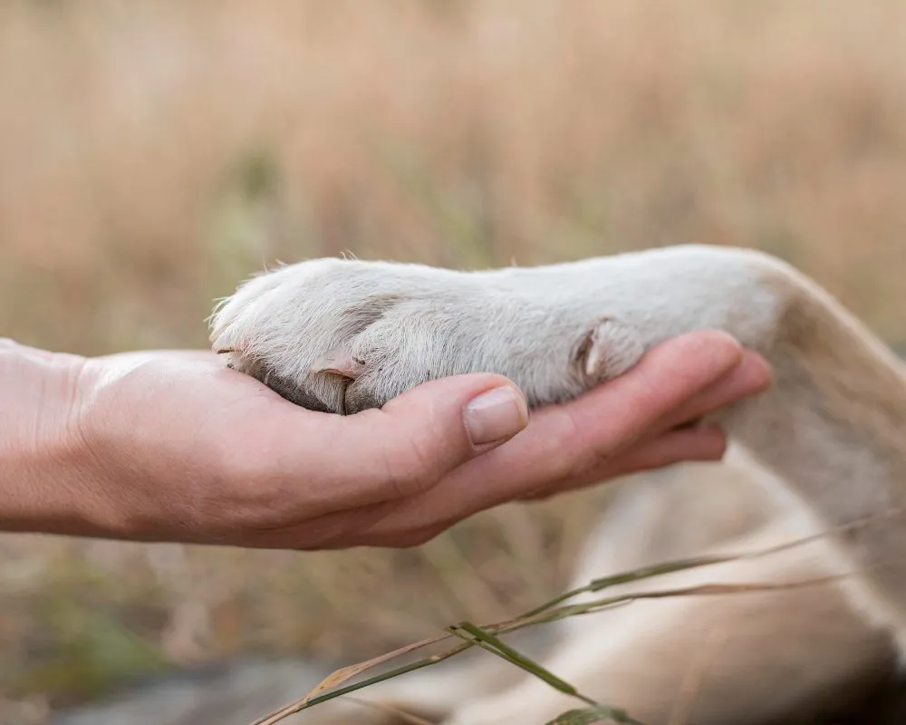 A dog's paw resting in a person's hand