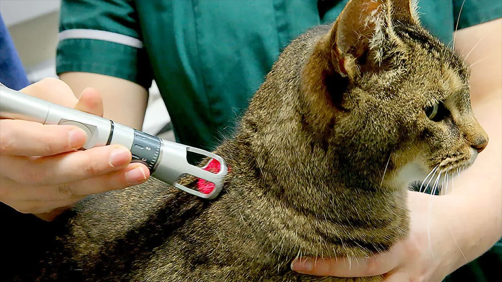 A cat receiving laser therapy from a handheld laser