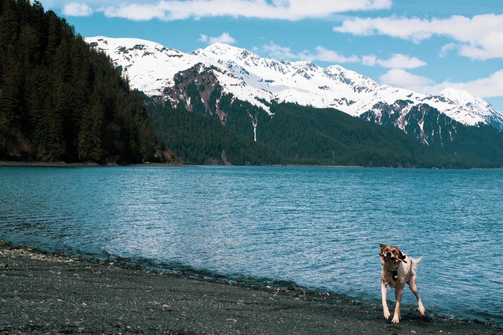 Dog looking happy at the shore of a lake with snowy mountains in the background