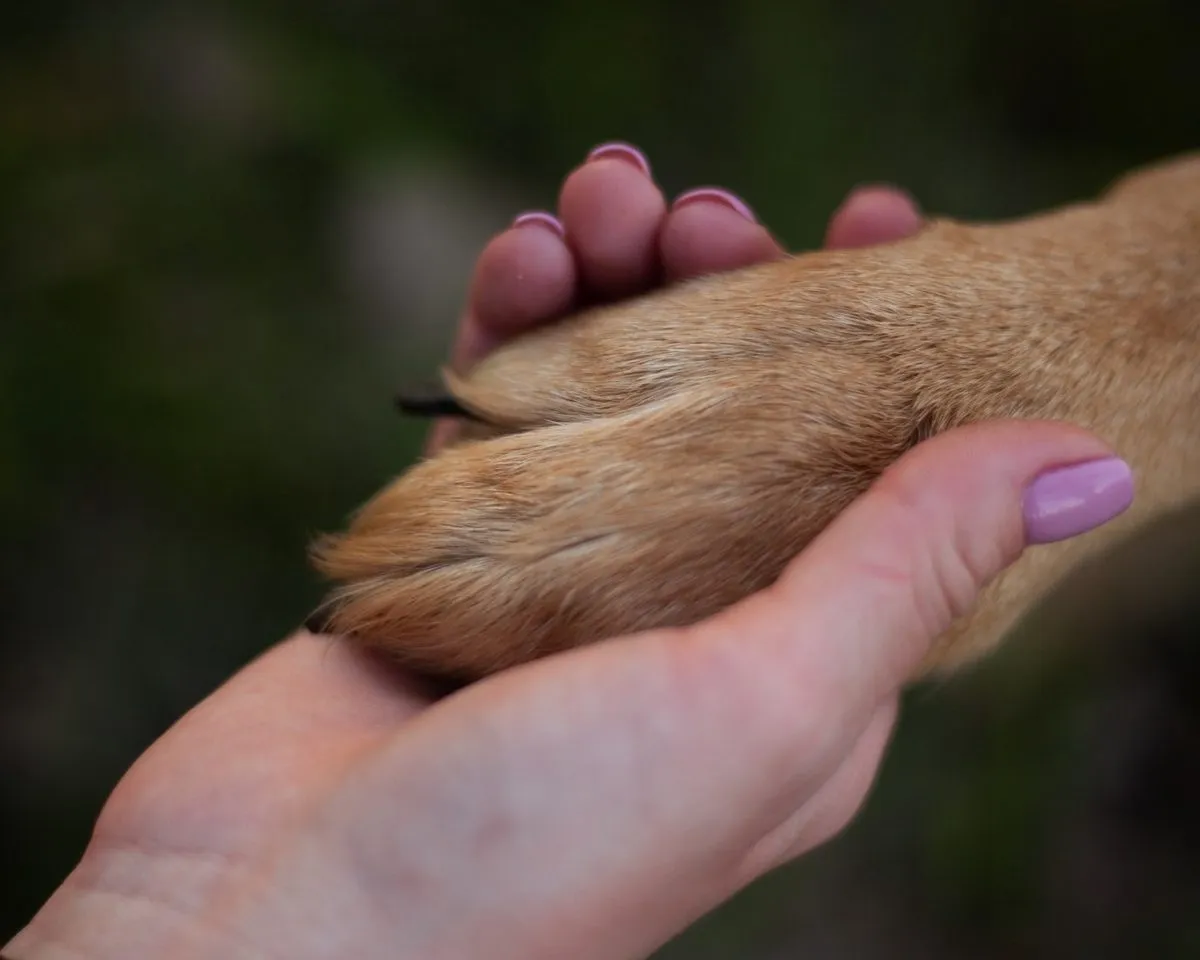 A person gently holding a dog's paw