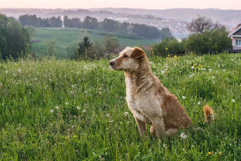 A senior dog sitting in a green meadow