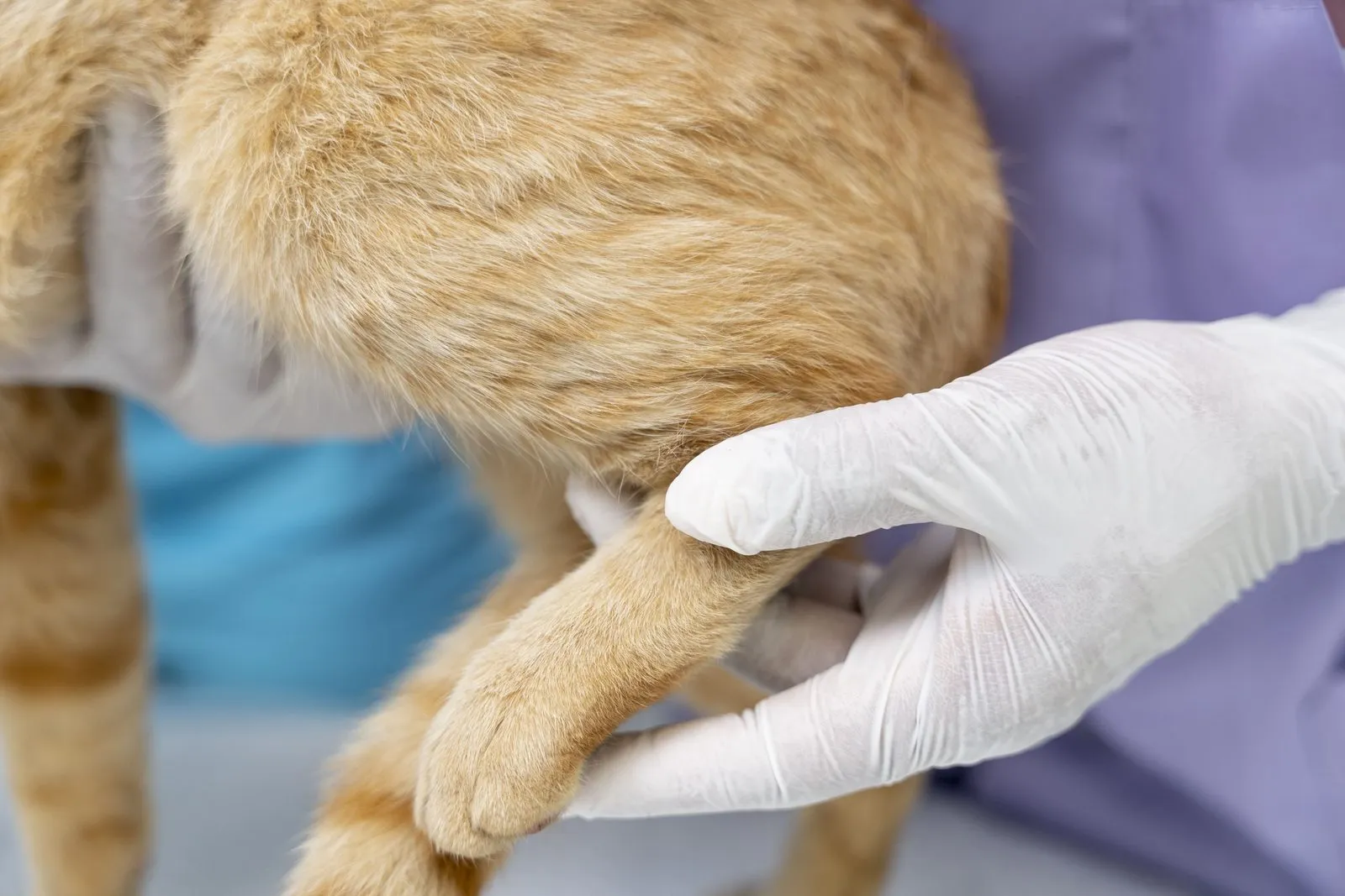 A gloved hand holding a dog's paw during treatment
