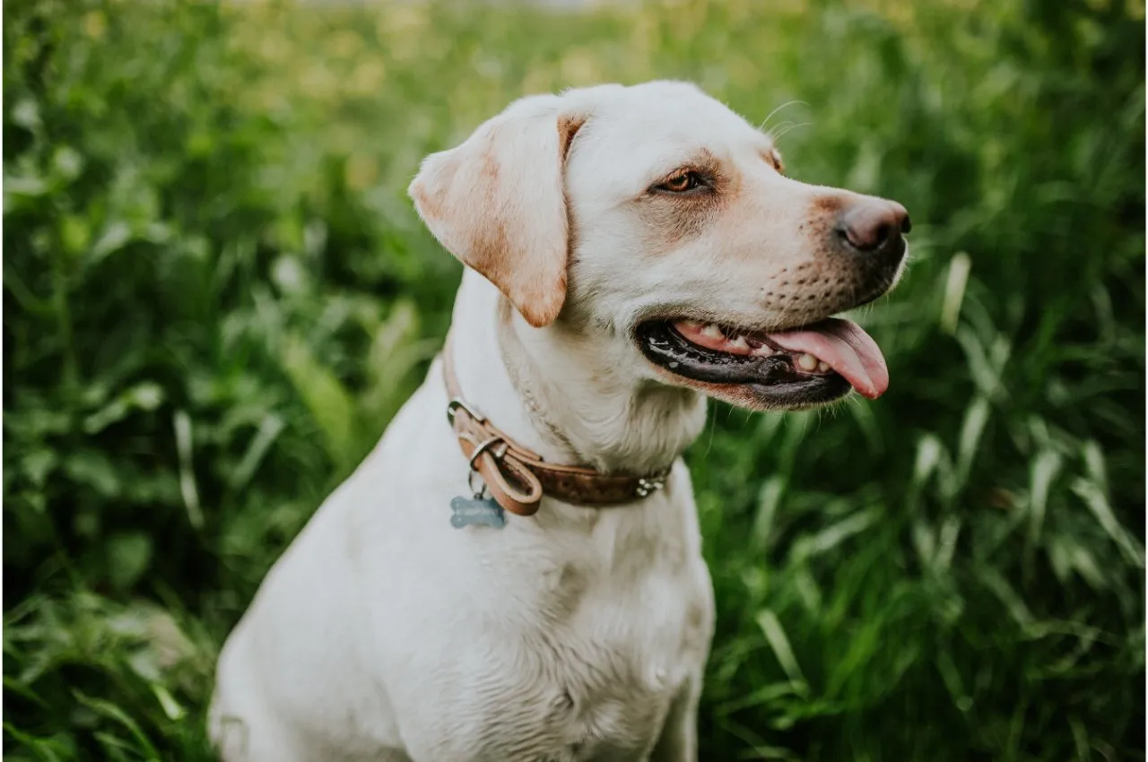 White Labrador Retriver sitting amongst tall weeds