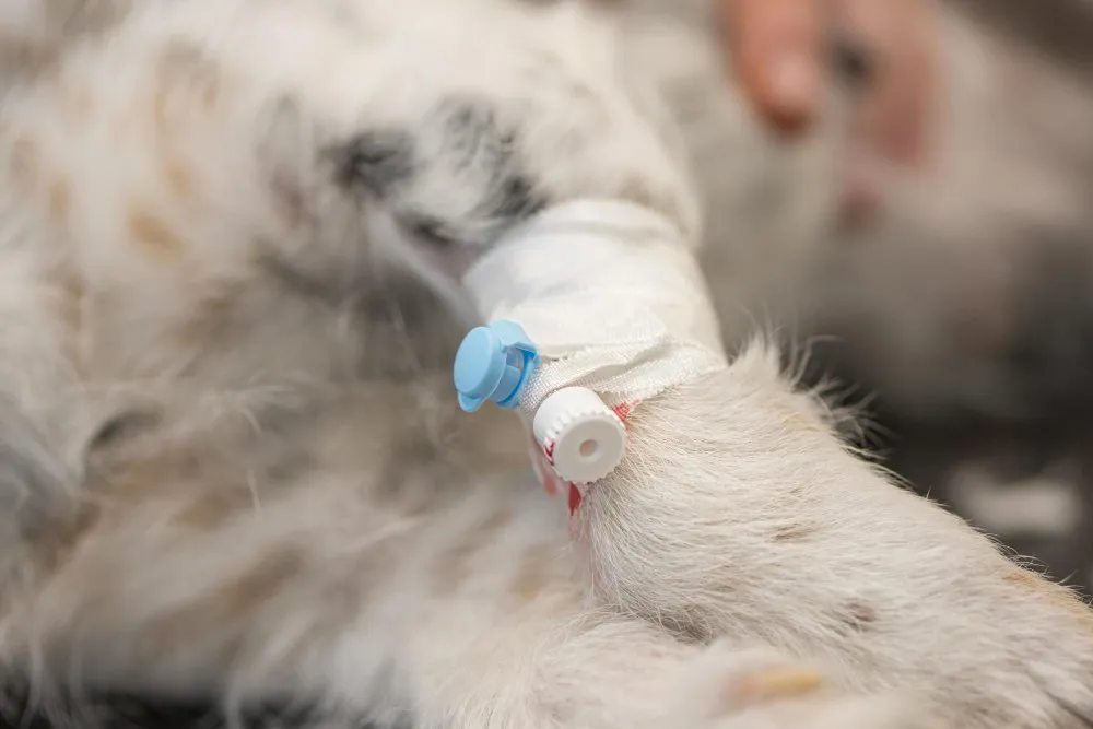 A vet examining a lump in a dog's coat