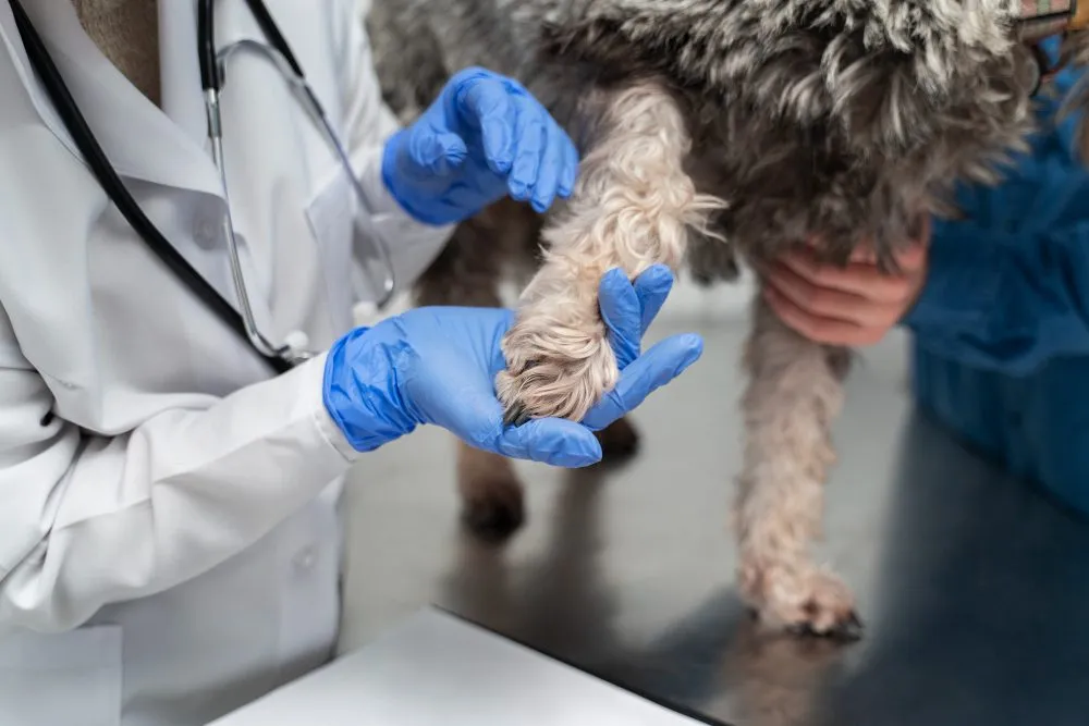 A veterinarian examining a dog's leg