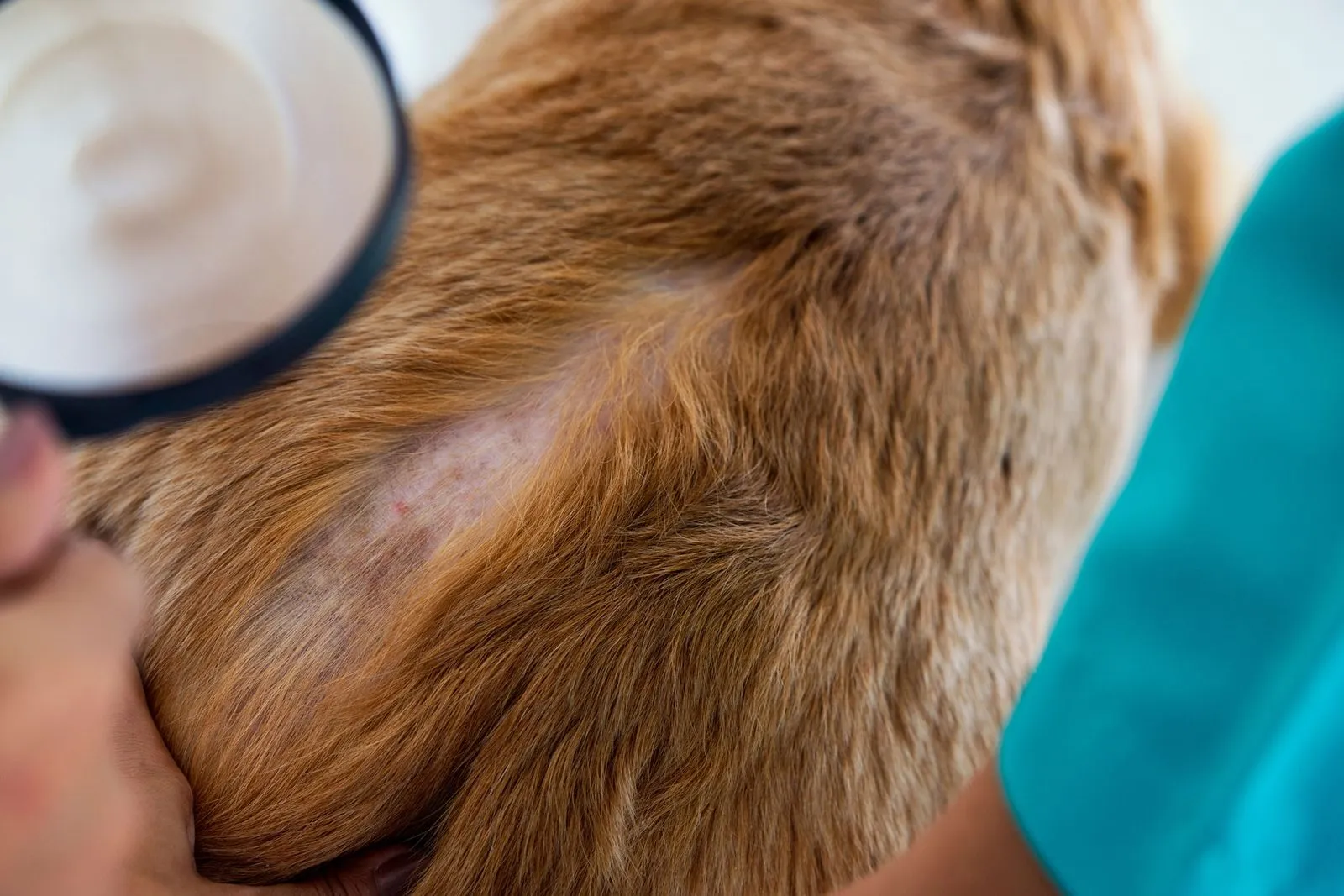 A veterinarian examining a dog's coat