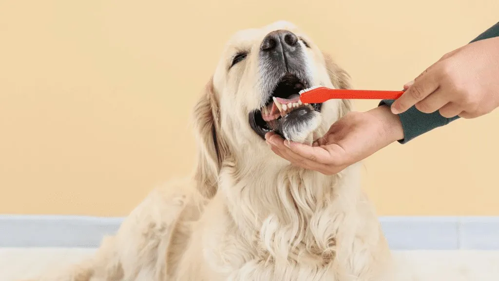 6 Most Common Pet Dental Issues (& How to Prevent Them!)
