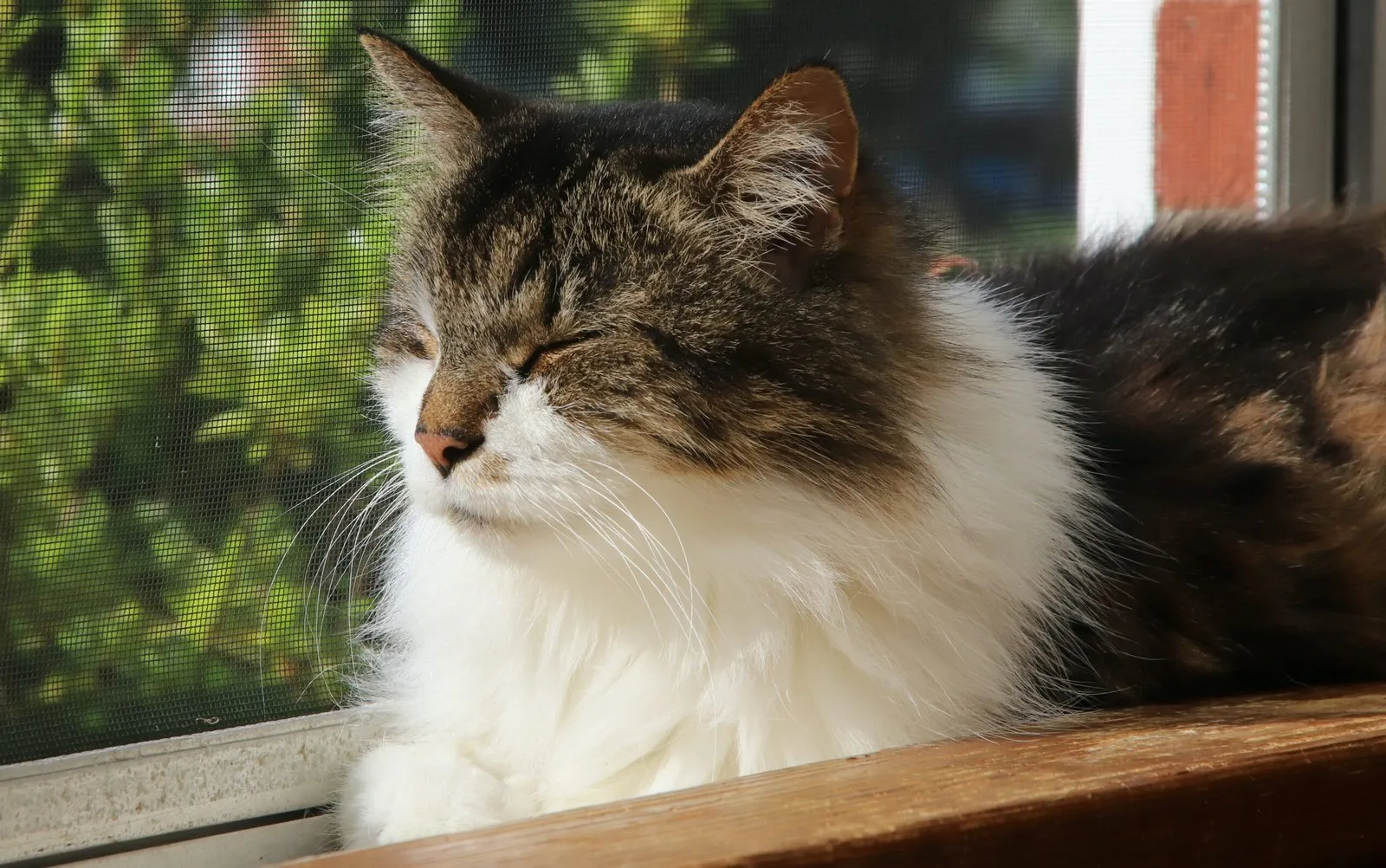 Brown and white cat laying on windowsill with eyes closed