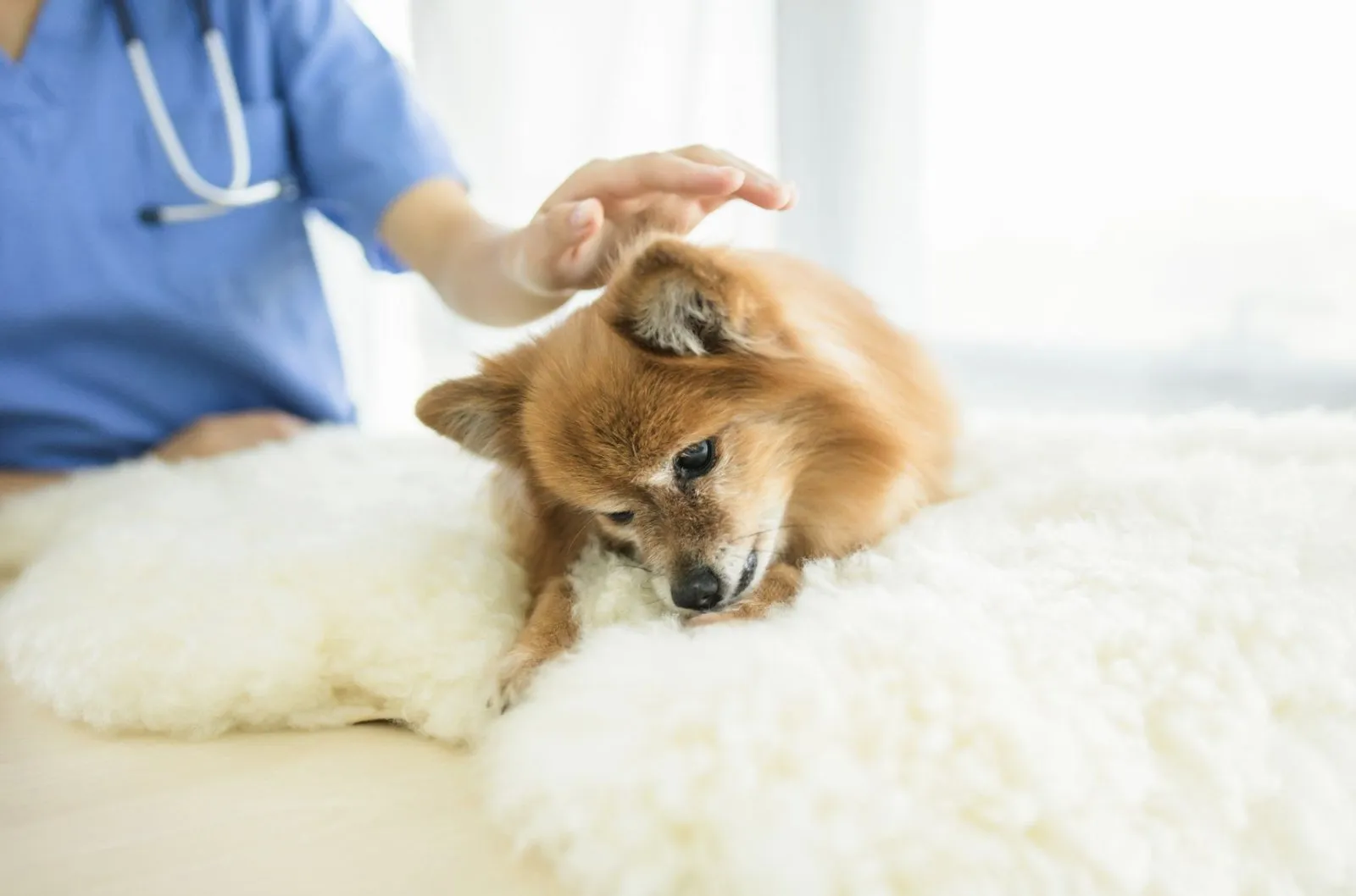 Nutrition After Neuter Services: How Hormones Affect Diet