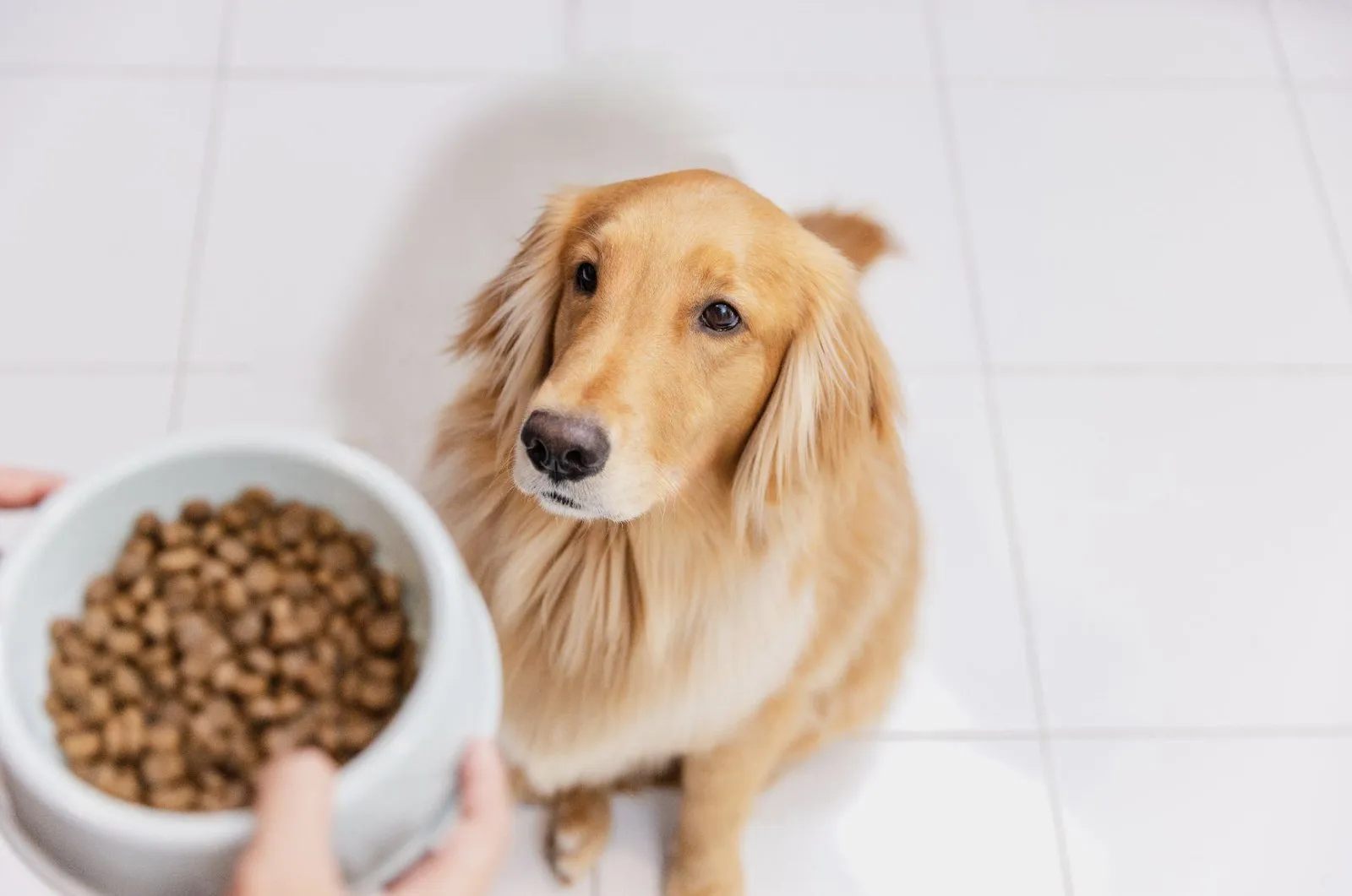 Nutrition After Neuter Services: How Hormones Affect Diet