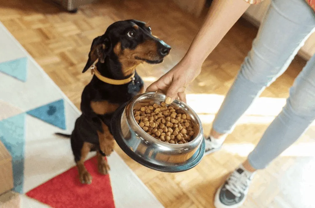 Nutrition After Neuter Services: How Hormones Affect Diet