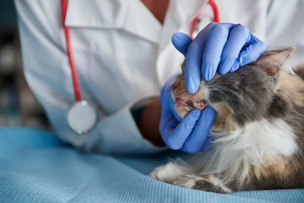 A vet in blue gloves gently checking a cat's face