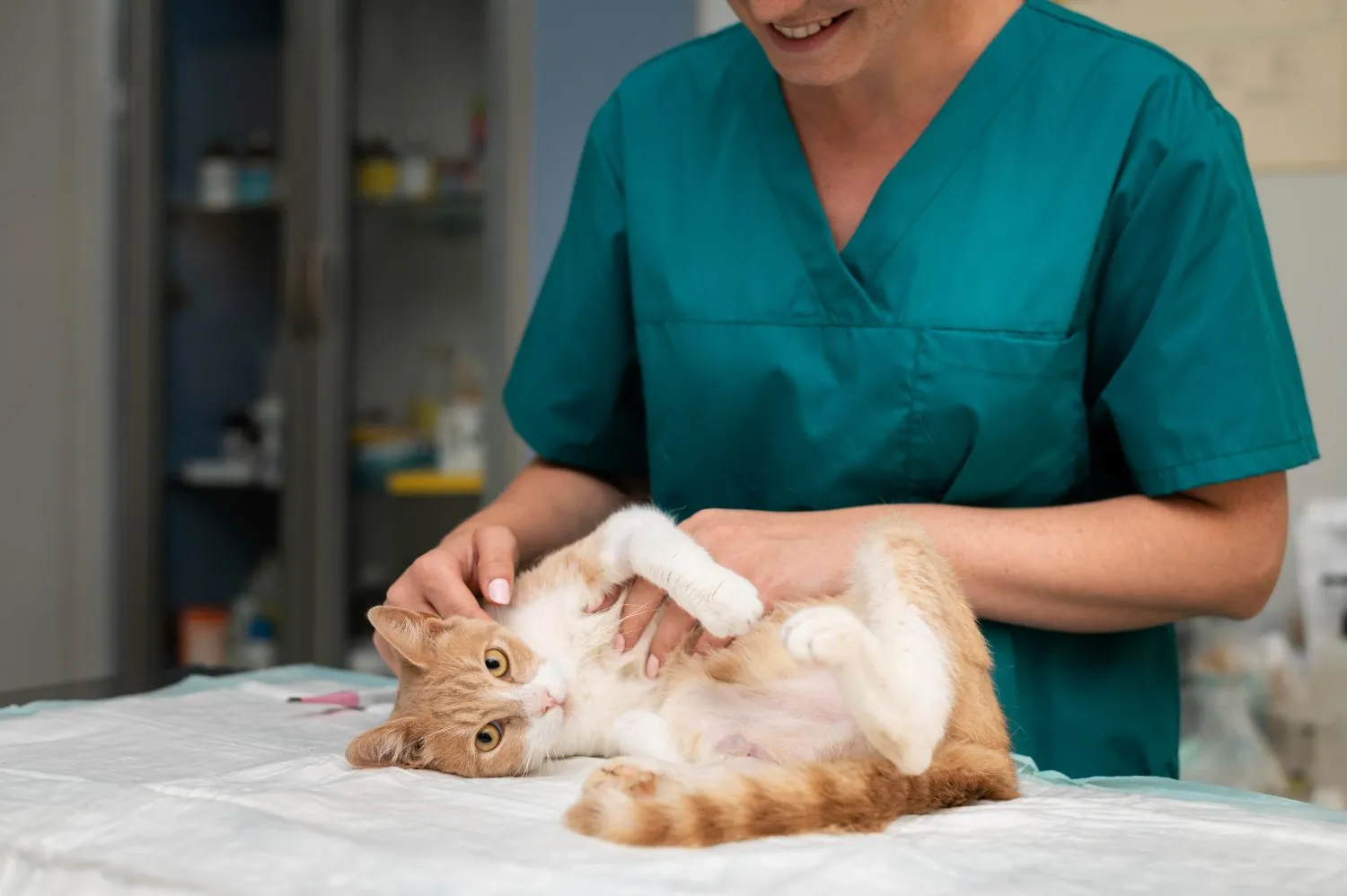 A veterinarian examining an orange and white cat on the exam table