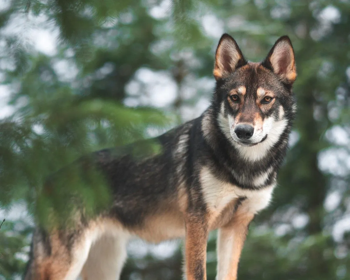 A dog standing alert in the forest
