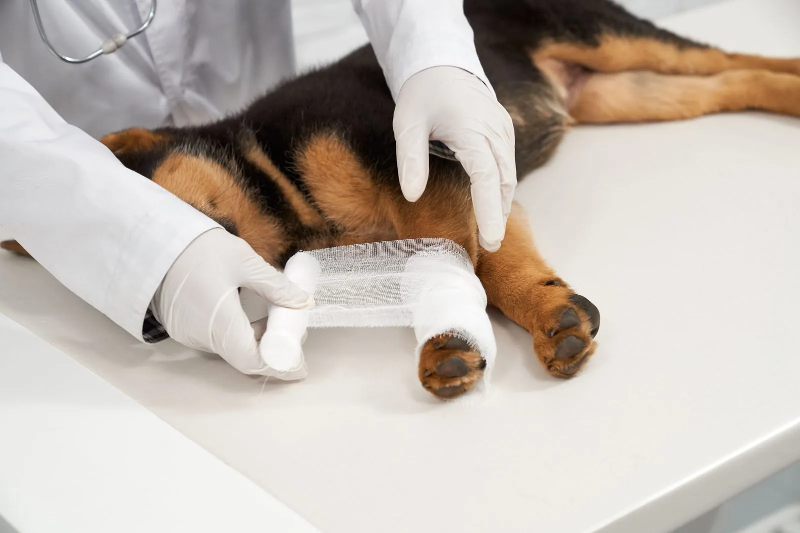 A vet bandaging a dog's leg