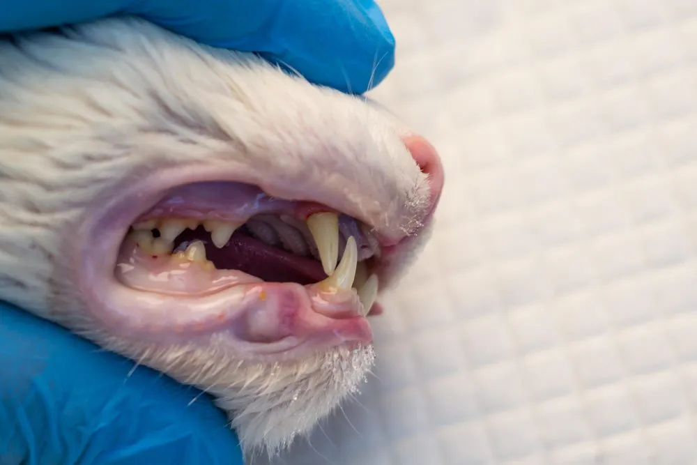 A close look at a cat's teeth during a dental exam
