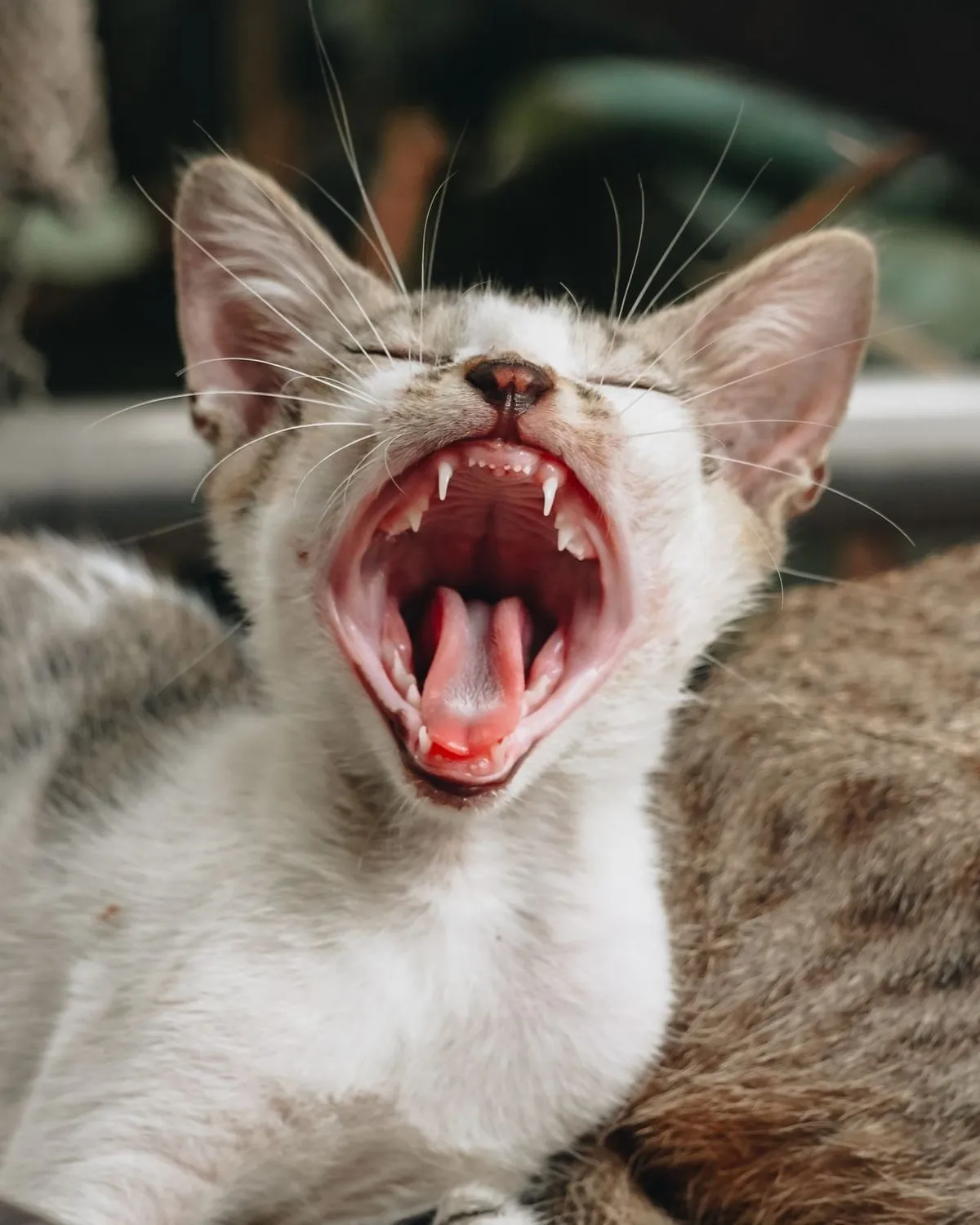 A cat yawning to show its teeth