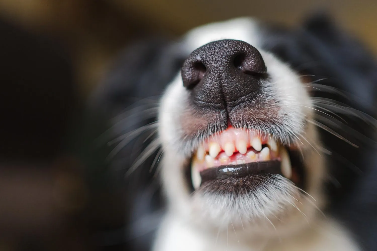 A close-up of a dog's front teeth