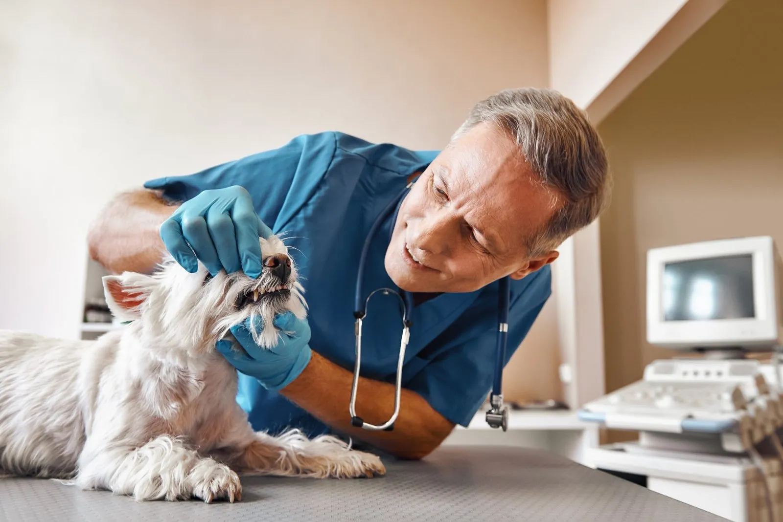 vet examining dog's teeth