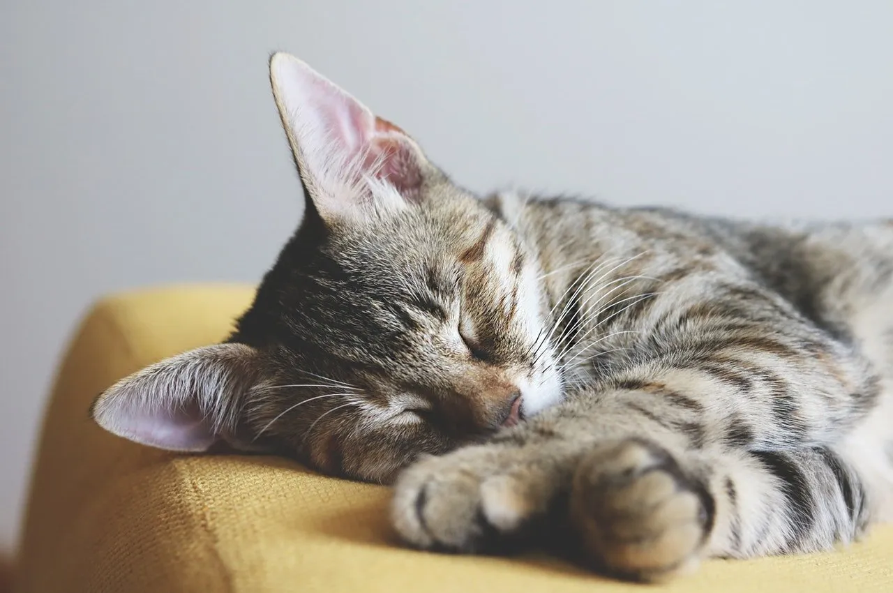 cat resting on a yellow cushion