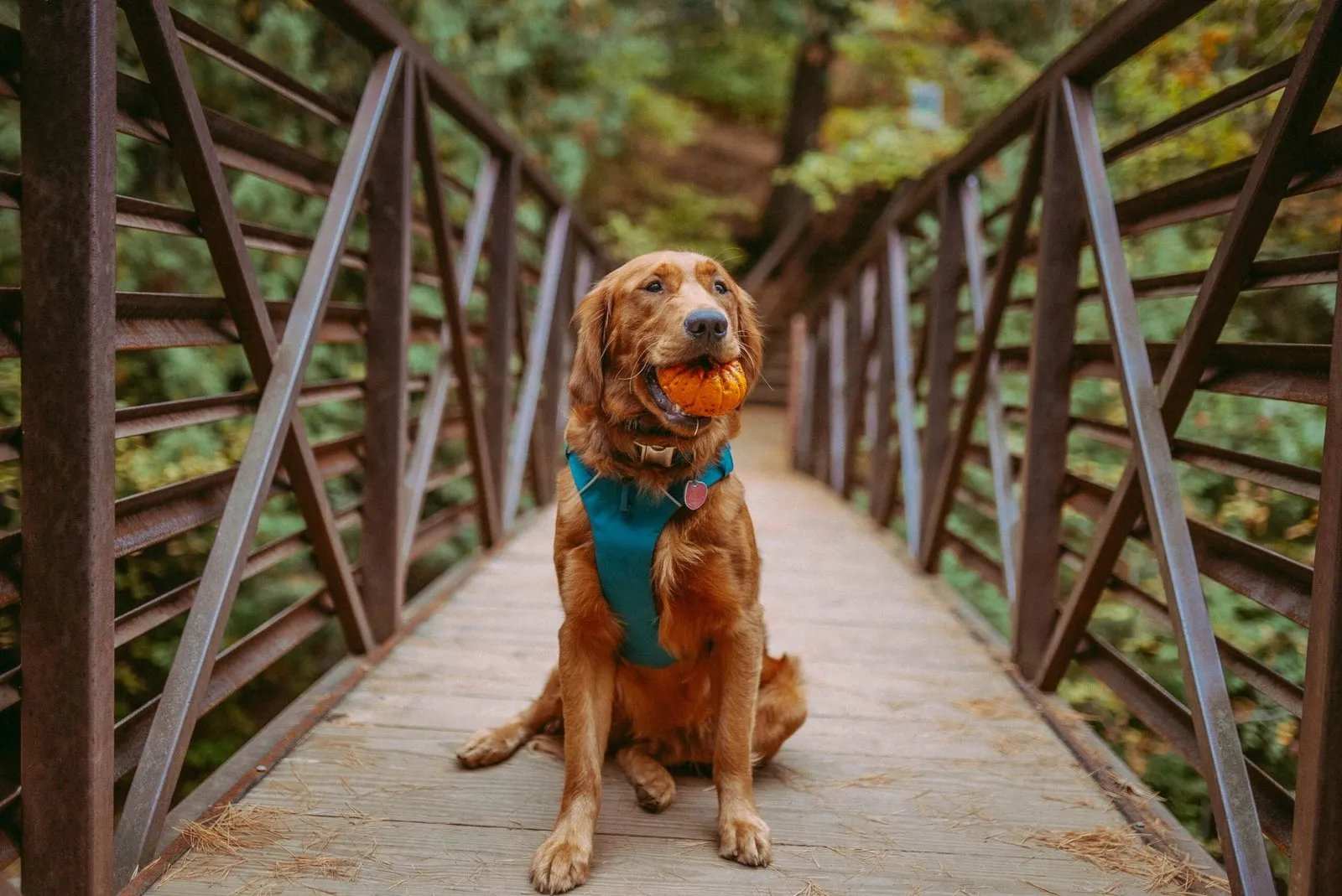 Brown dog on a bridge holding a pumpkin in it’s mouth