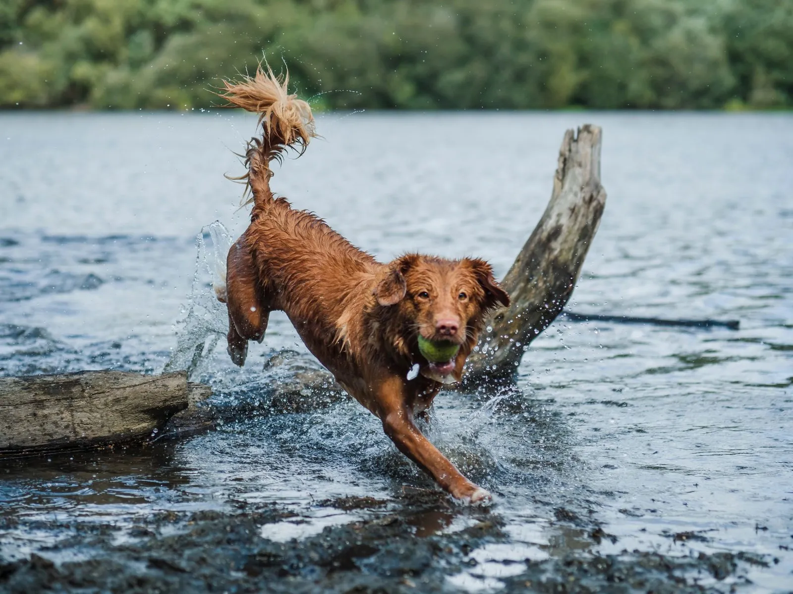 dog with ball in its mouth running through water