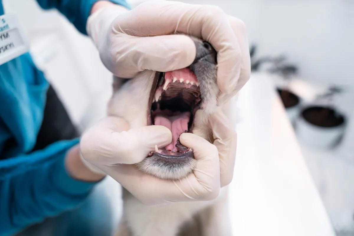 A vet checking a dog's teeth and gums
