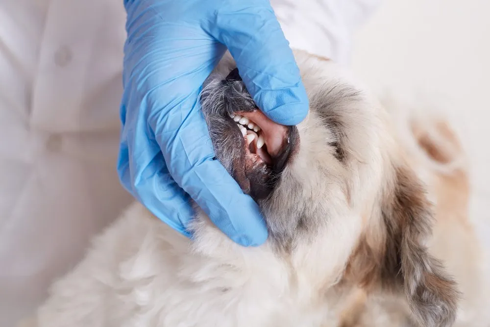 A vet checking a small dog's teeth