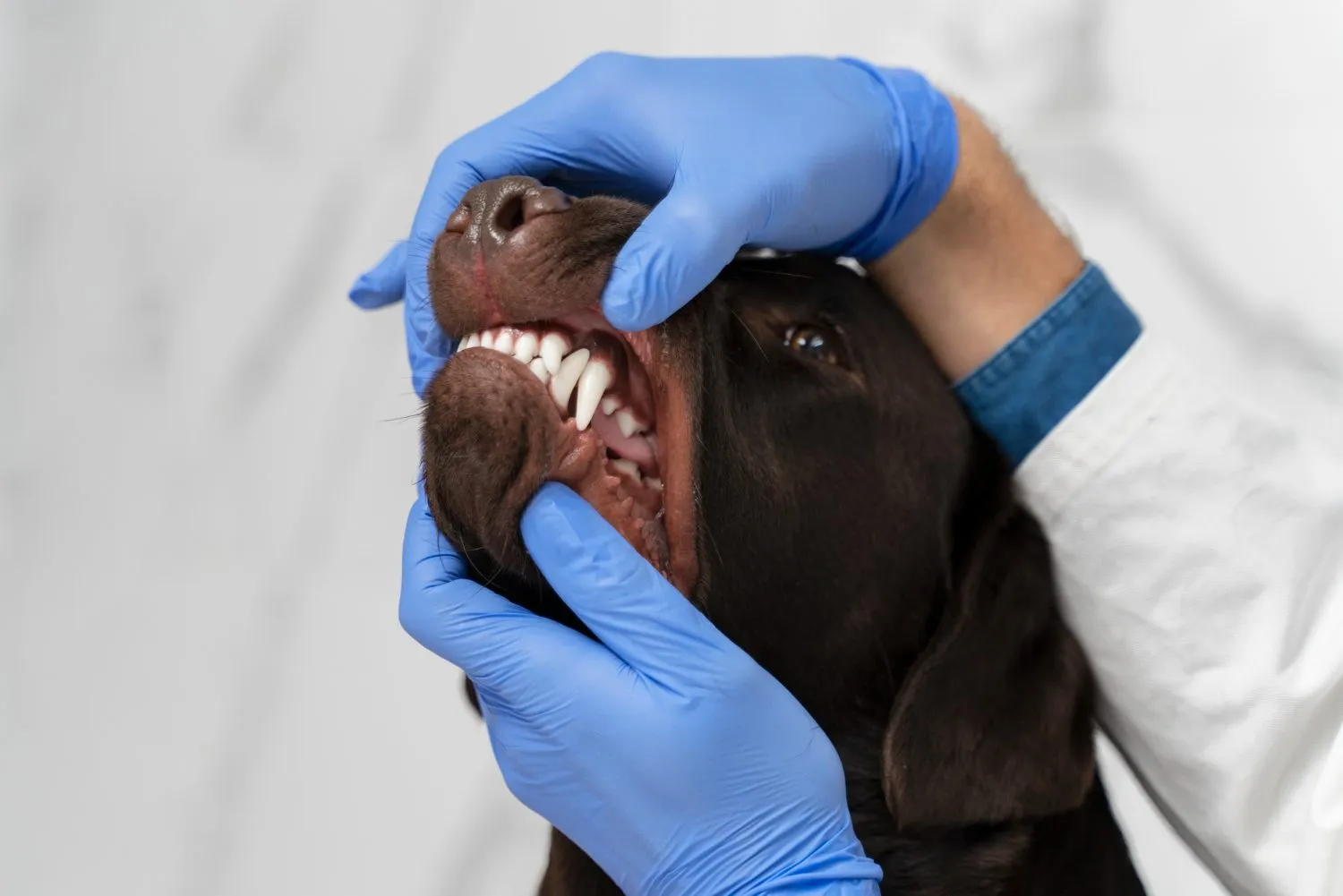 A vet checking a Labrador's teeth