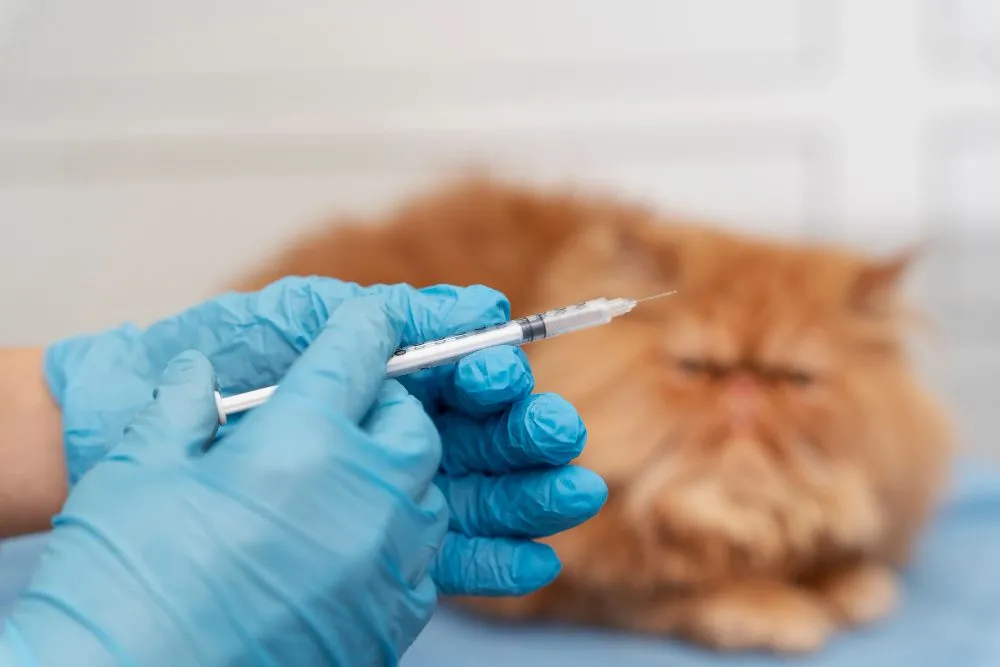 A vet giving a Persian cat an injection