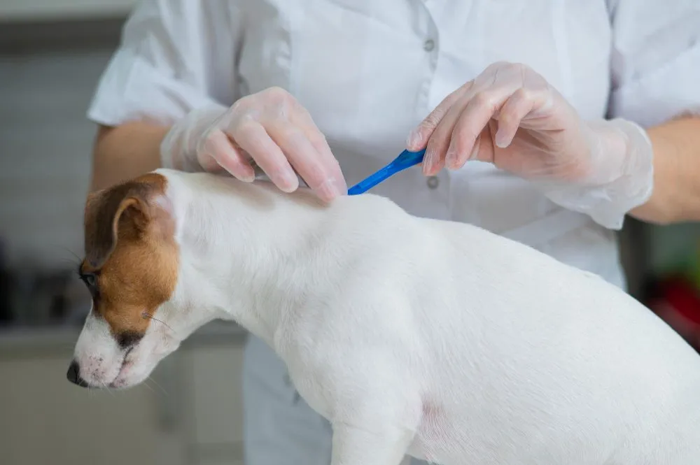 A dog receiving a vaccine