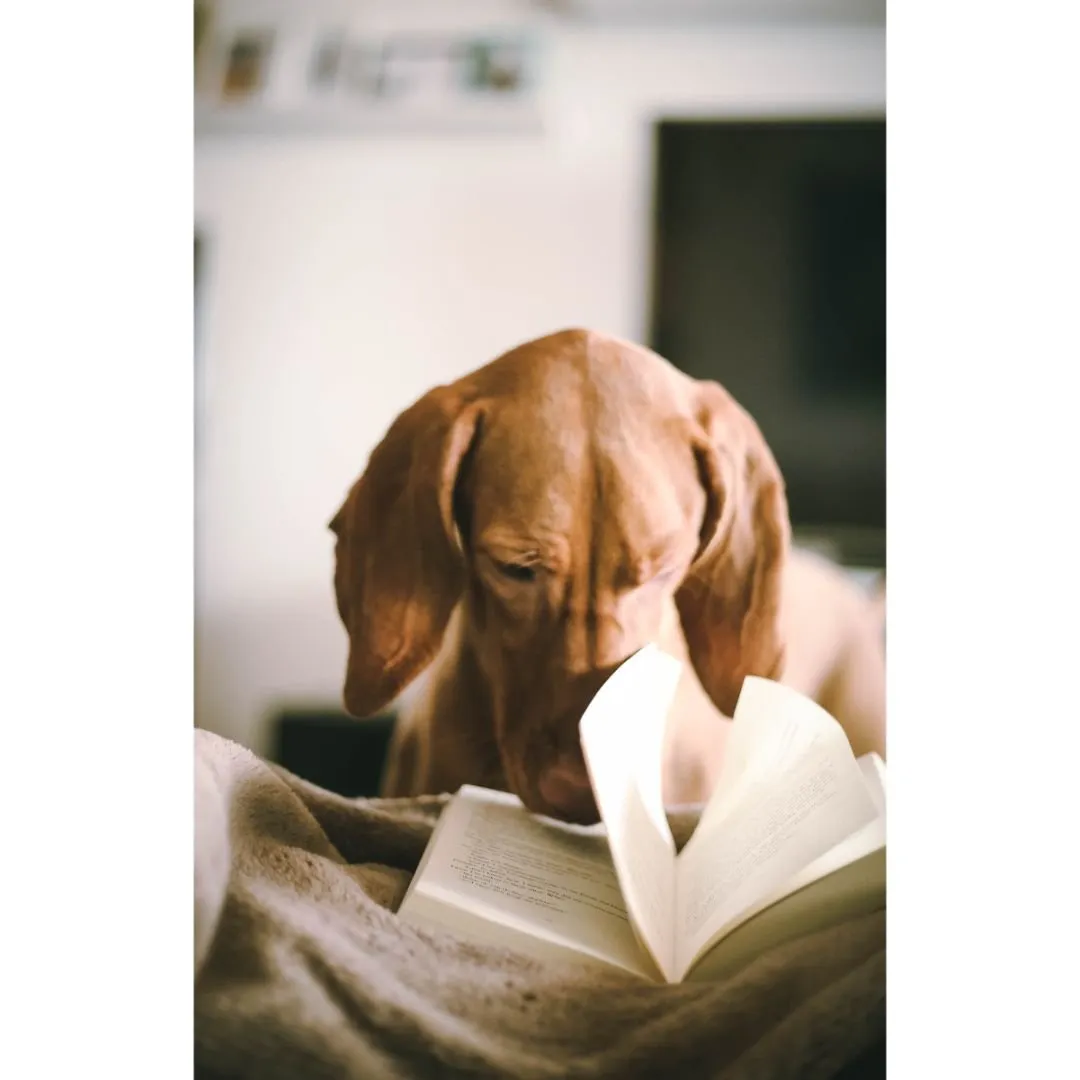 brown dog with a book