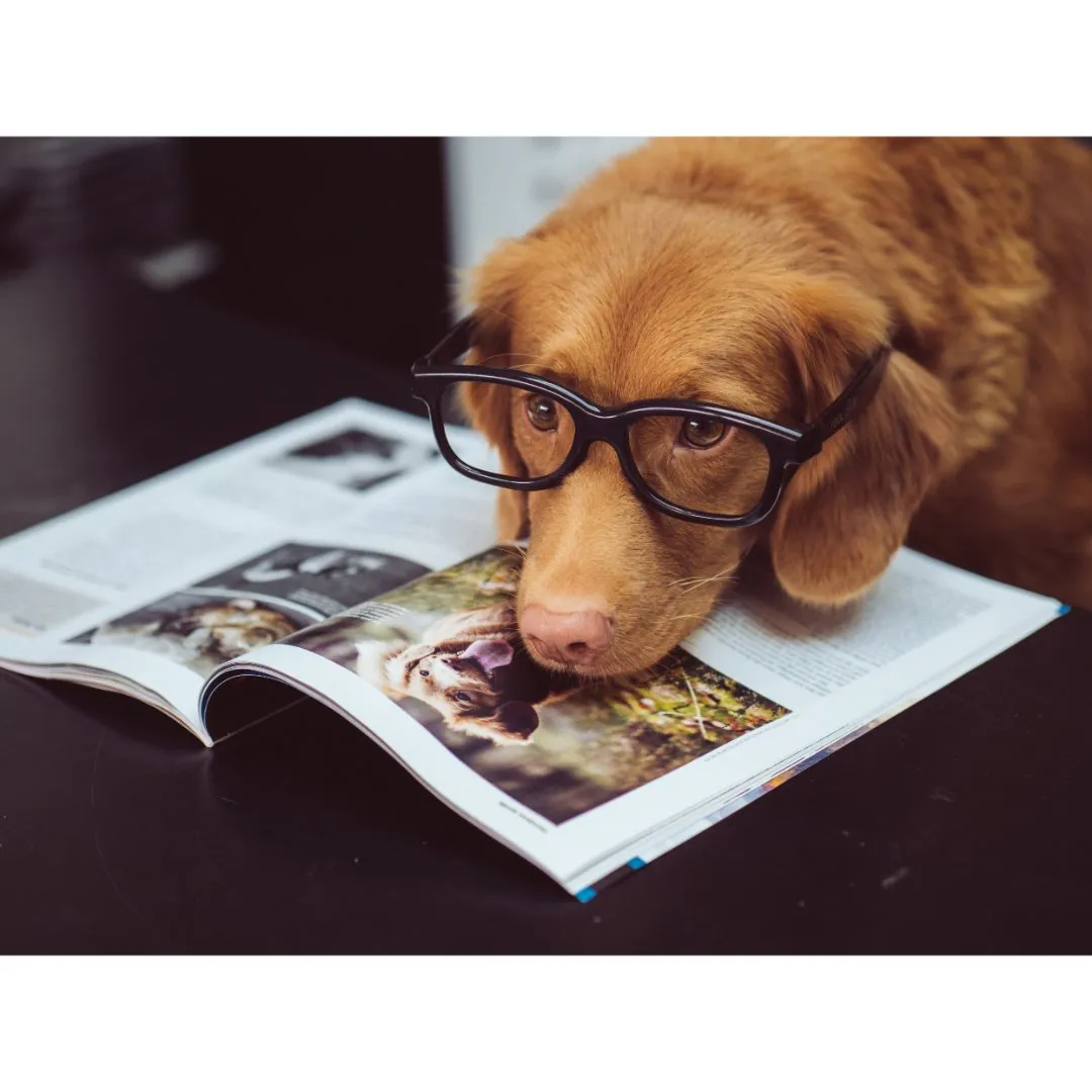 A dog with book
