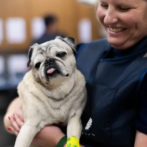 A team member in navy scrubs holding a smiling senior pug