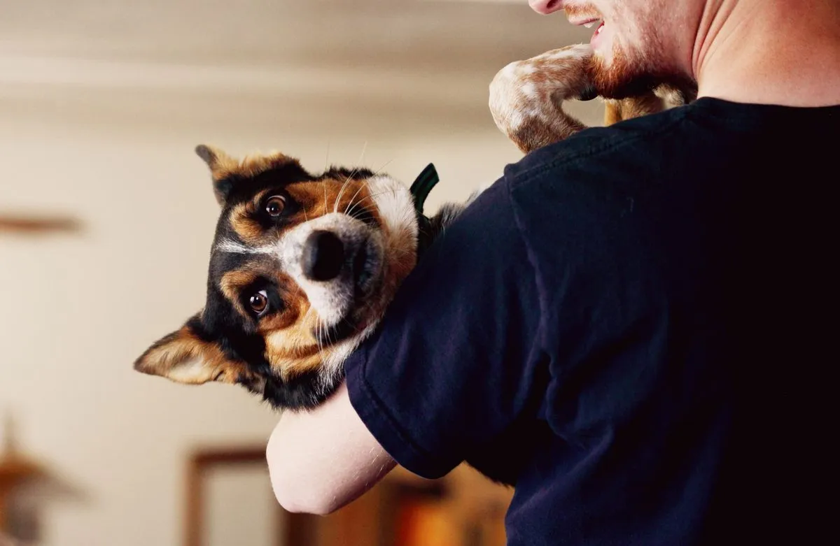 A small dog cuddled by its owner