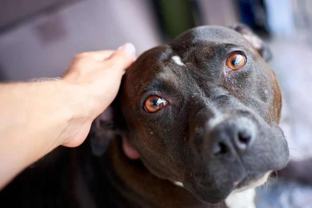 A dog being comforted with a gentle hand