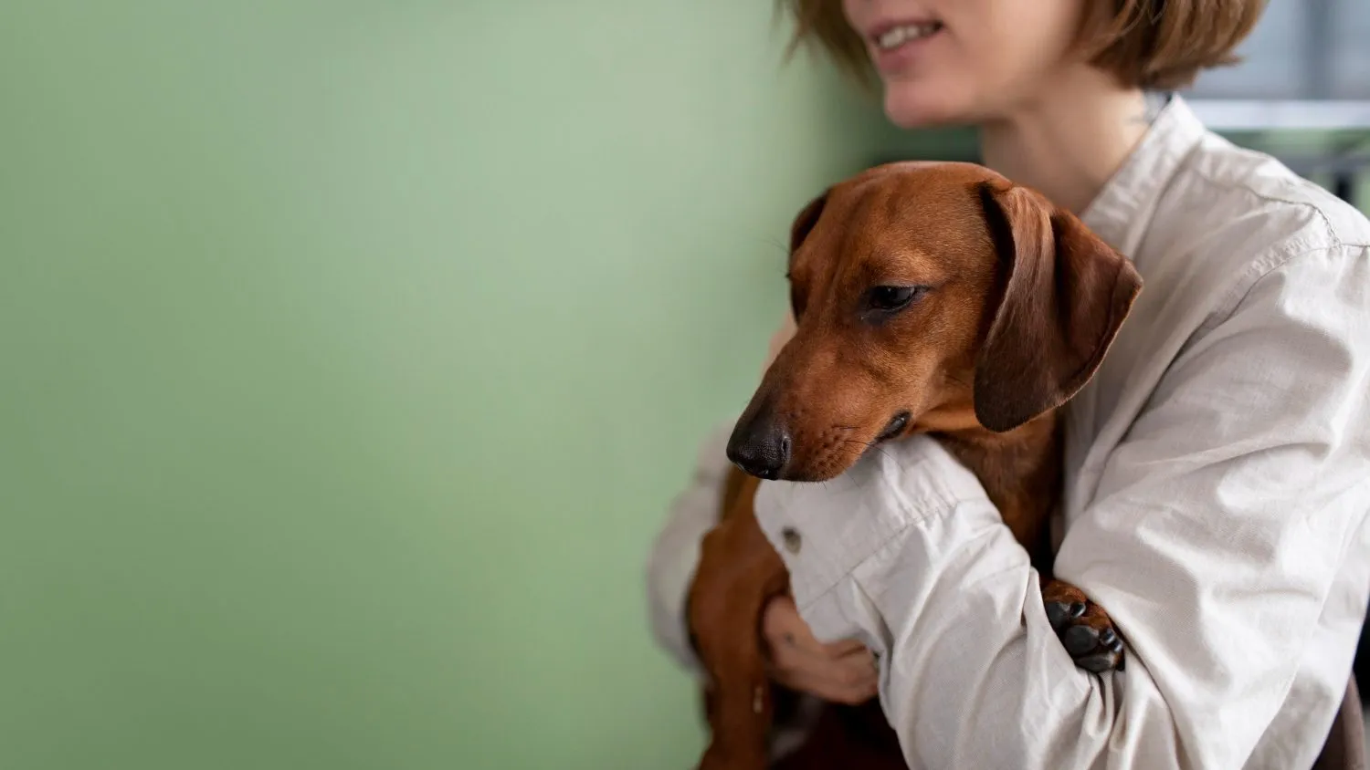A dachshund being hugged by its owner