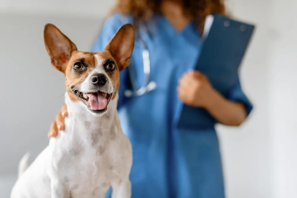 A smiling Jack Russell Terrier with a veterinarian