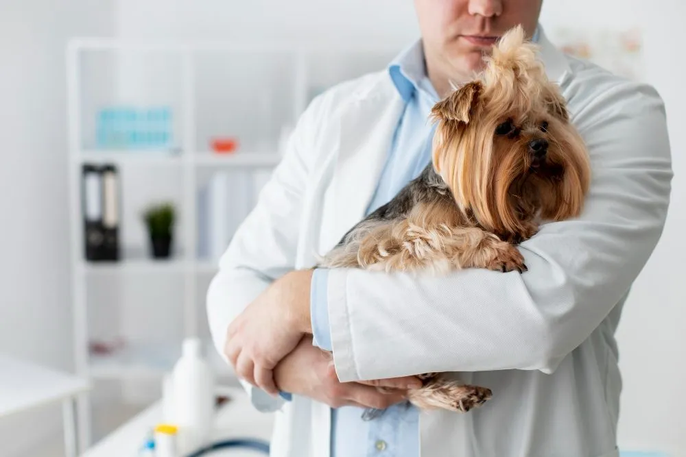 A veterinarian holding a Yorkshire Terrier