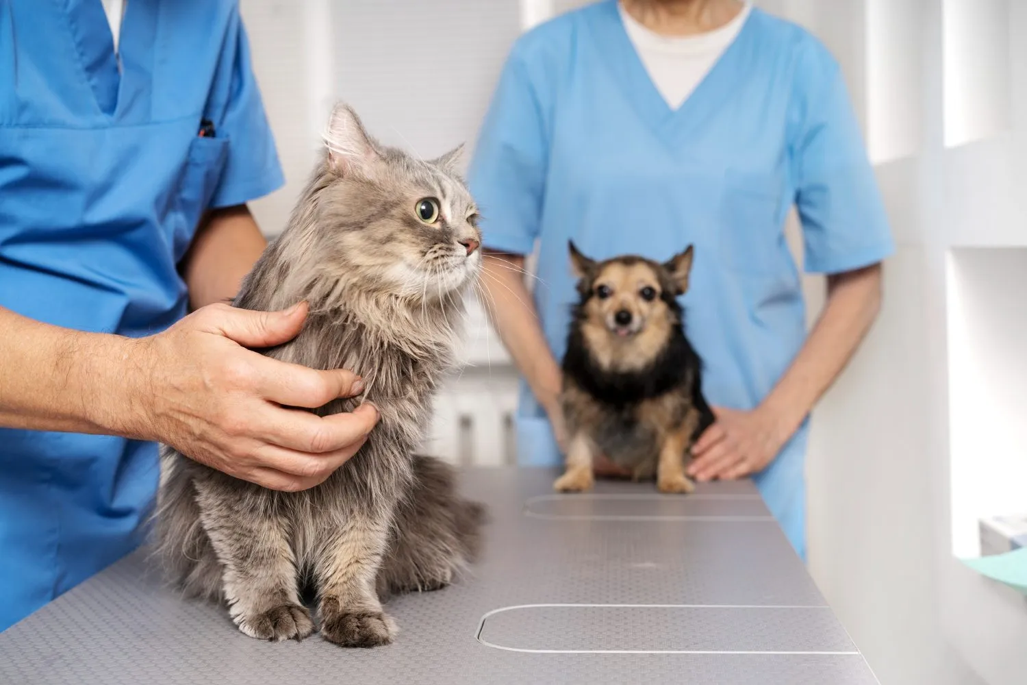 Veterinarians examining a cat and a small dog
