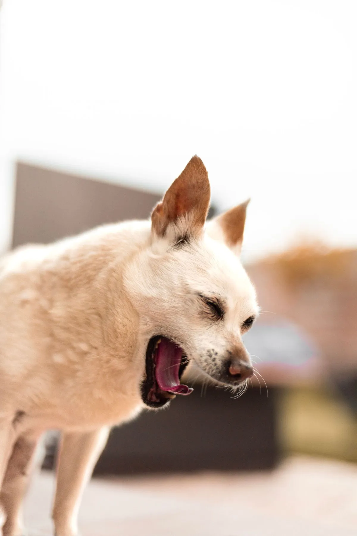 A small dog yawning