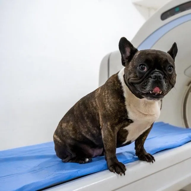 A French Bulldog on the imaging table