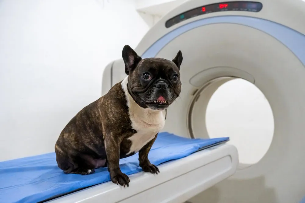 A French Bulldog on the scanner table