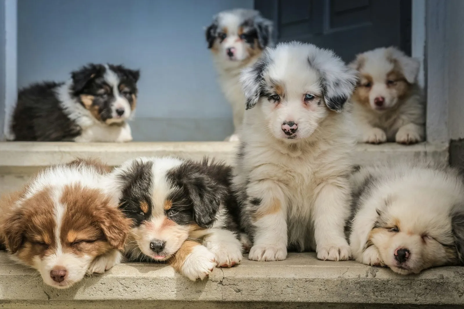 Everything You Must Know About Spaying and Neutering