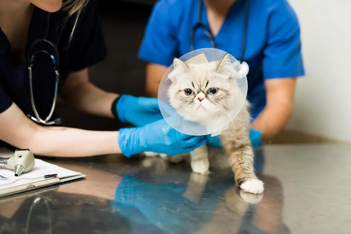 A cat in a recovery cone with the veterinary team