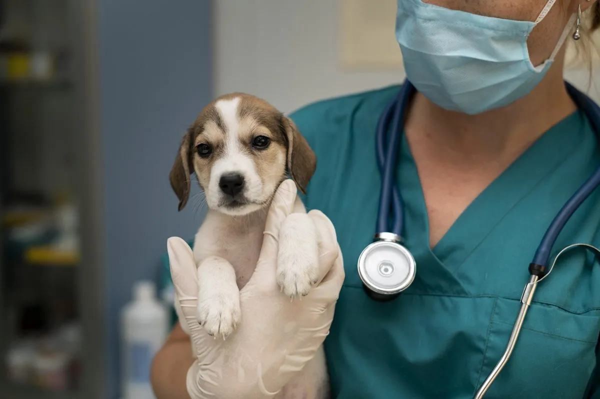A beagle puppy in a veterinarian's arms